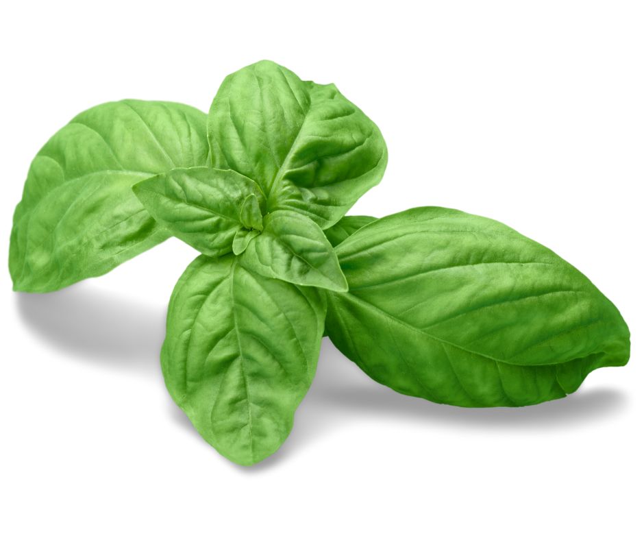 Basil Sweet Essential Oil