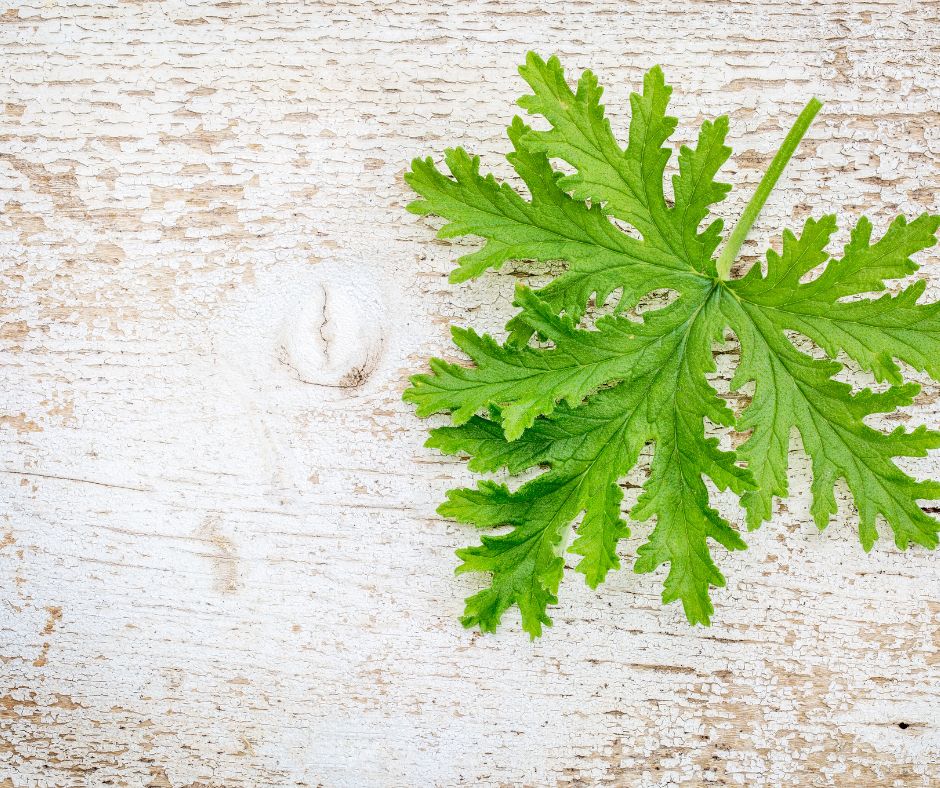 Citronella Essential Oil