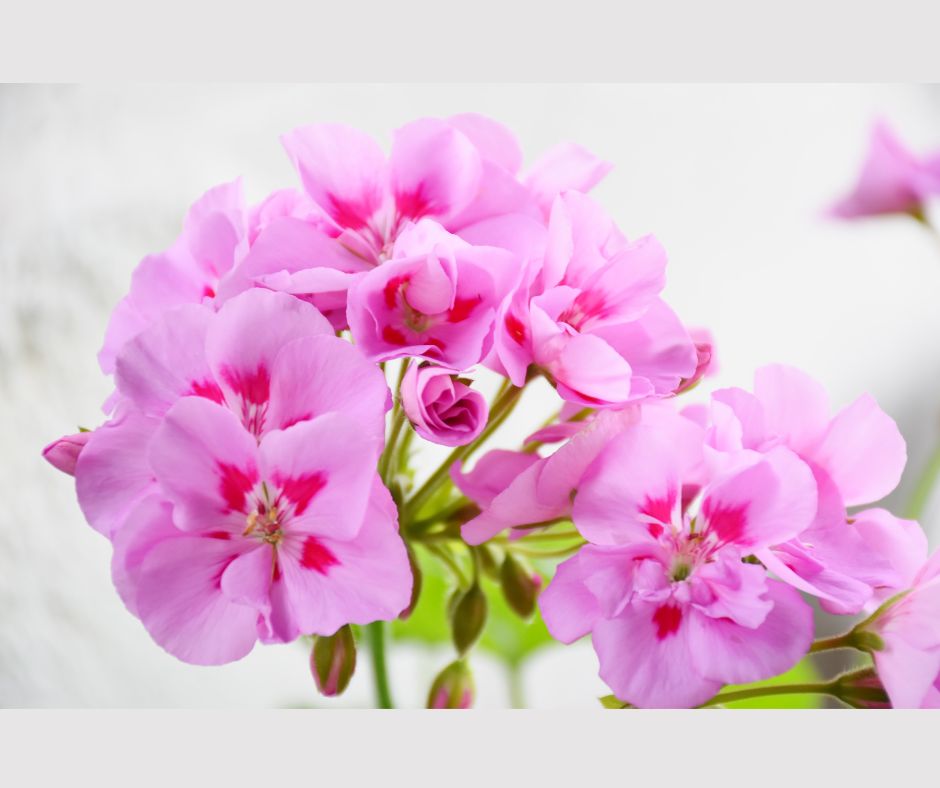 Geranium Essential Oil