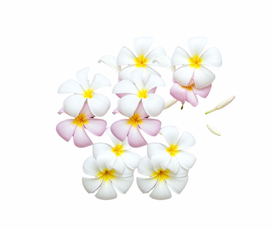 Frangipani Fragrance Oil