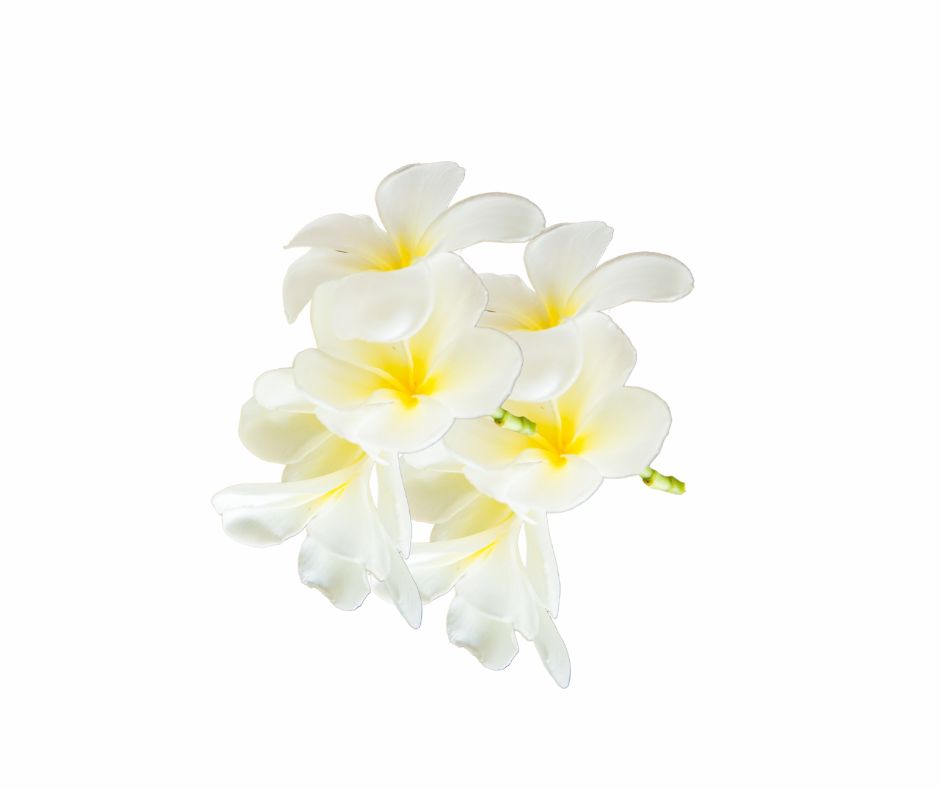 Nag Champa Fragrance Oil