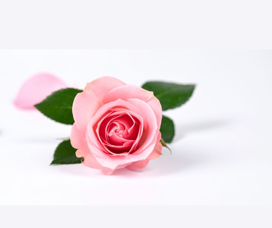 Royal Rose Fragrance Oil