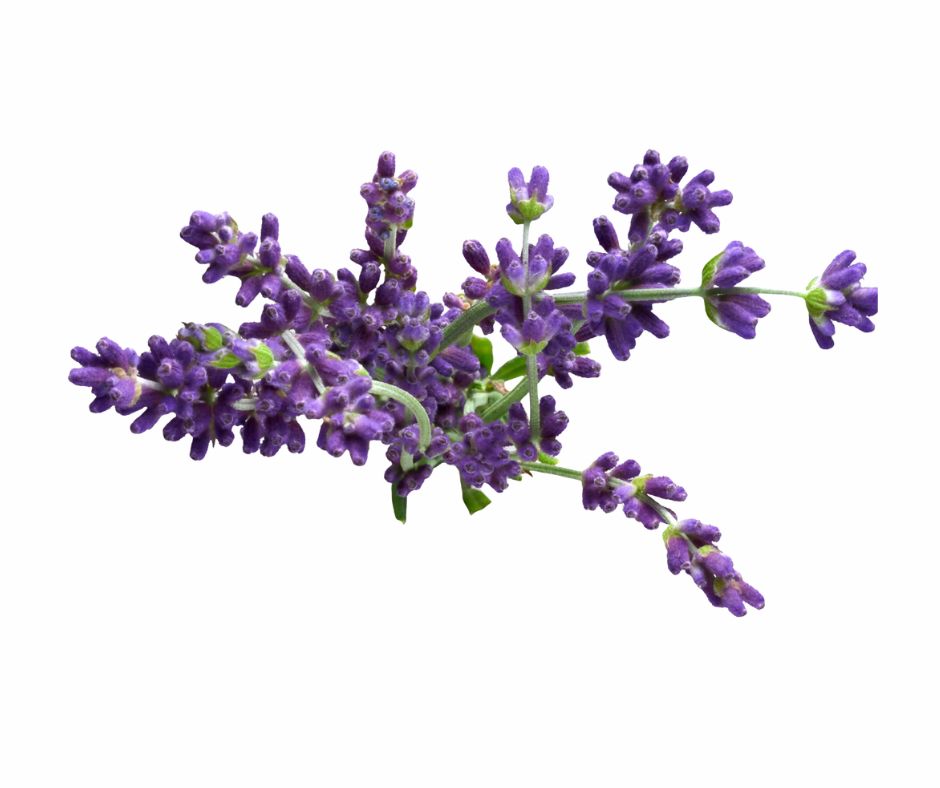 Lavender Essential Oil