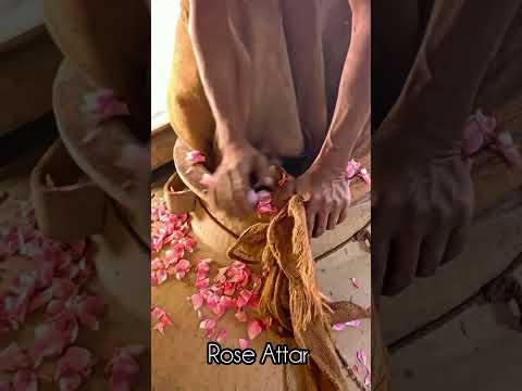 Rose Attar (Rosa damascena) | Authentic Indian Attar | Pure Natural Rose Attar By Kannauj